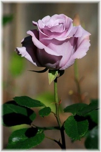 Obituary of Enid Grace Rehahn