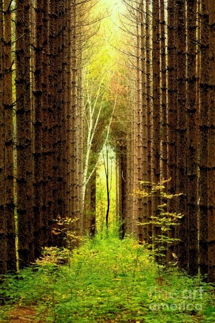 Obituary of Betty S. Kirsch