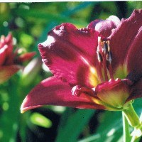 Obituary of Mildred Edna Miller