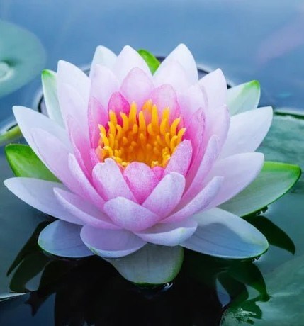 Obituary of Chi-Sun Lou