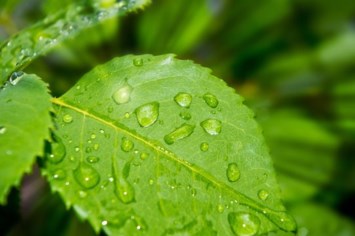 Obituary of James Charles Fowlie