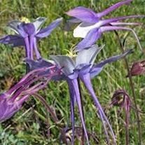 Obituary of Robert Bruce Pratt