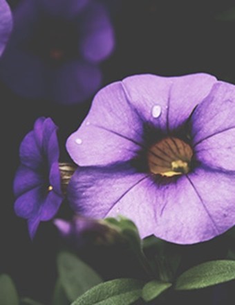 Obituary of Evelyn Delores  Cooper