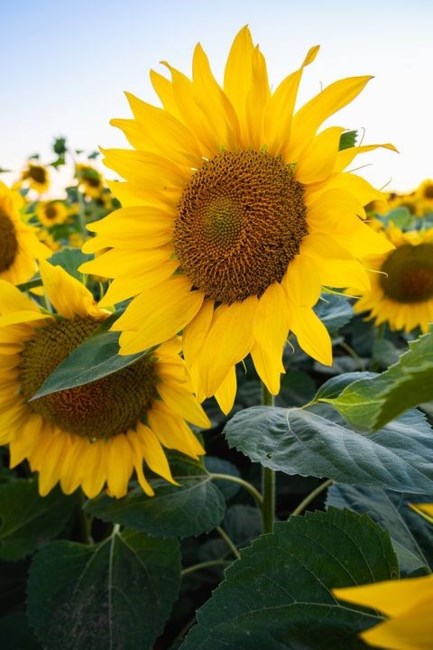 Obituary of Virginia Victoria Stewart