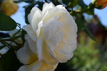 Obituary of Janet M. Gilmer