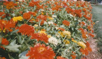 Obituary of Helen Fritts Polk