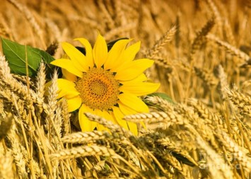 Avis de décès de Donna Margaret Rose Burris