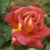 Obituary of Rebecca "Becky" Dobbins Jackson
