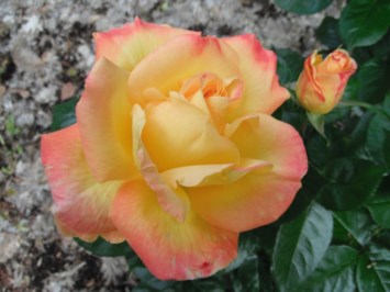 Obituary of Noreen Lee Robbins