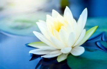 Obituary of Kyung Ja Han