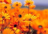 Obituary of Teresa Castro