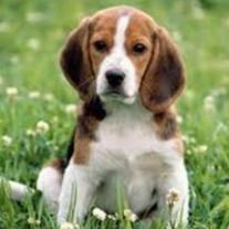 Obituary of Rita Elizabeth Green