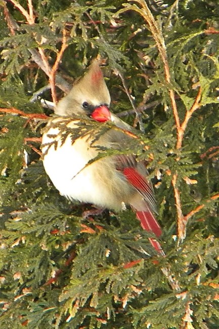 Obituary of Jewel Anna Hughes Scott