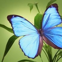 Obituary of Frances "Mimi" Houk