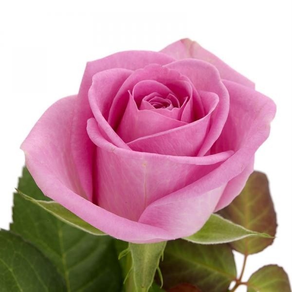 Obituary of Mrs. Virginia Estelle Griffin