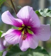 Obituary of Barbara L Aasen