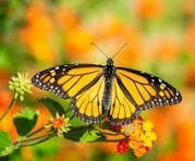 Avis de décès de Kensington Seraphina Raphaella Horner