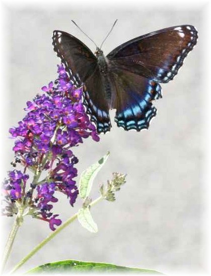 Obituary of Patricia June Spence