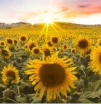 Obituary of Dorothea Marie Morgan