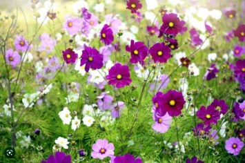 Obituary of Nancy Clayton