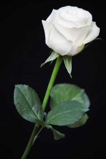 Obituary of Shirley I Stevens