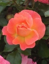 Obituario de Gyula Istvan Pauer