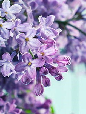 Obituary of Martha Holguin-Solis