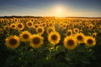 Obituary of Linda K McLellan