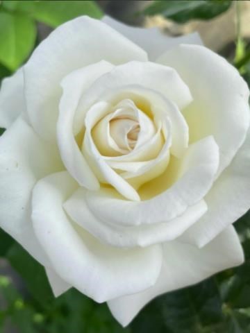 Obituary of Ymelda Aurora Hernandez