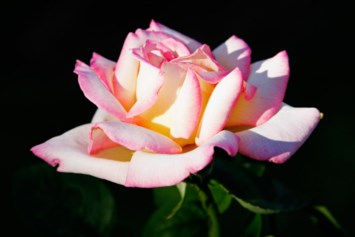 Obituary of Linda Carollo