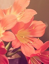 Obituario de Beverly Gray Gordon