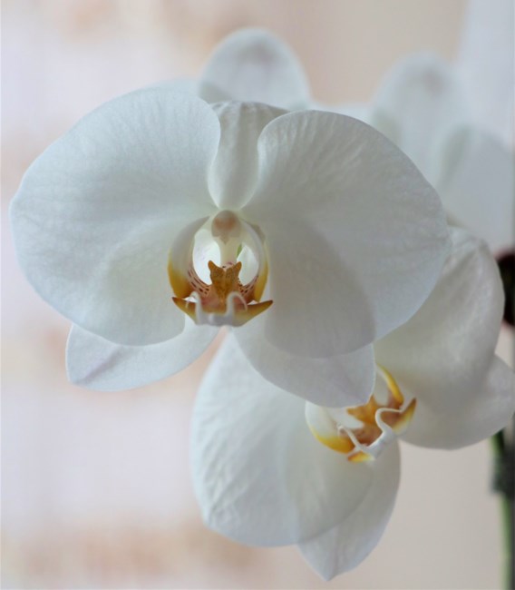 Obituary of Laffayette Alfred Wicht