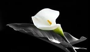 Obituary of Rodolfo Sergio Villarreal