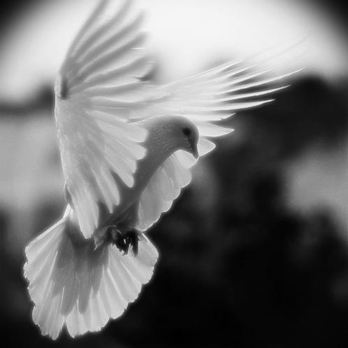 Obituario de Darlene Ann Robinson