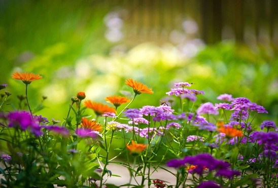 Obituary of Carol J. Steiner