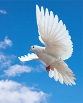 Obituary of Gary Wayne Rushin