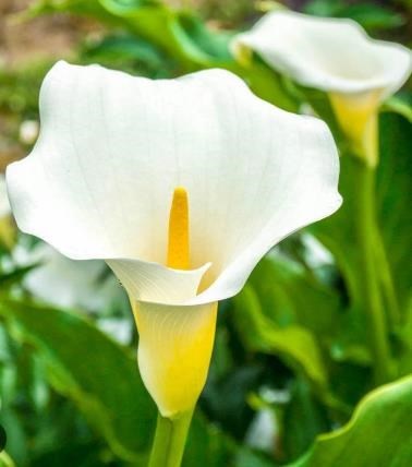 Obituary of Teodora Preciado de Amador