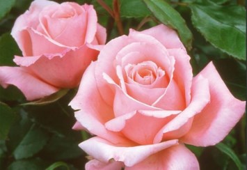 Obituary of Maria Velma Hontucan