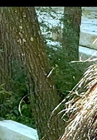 Maura Marnell Obituary