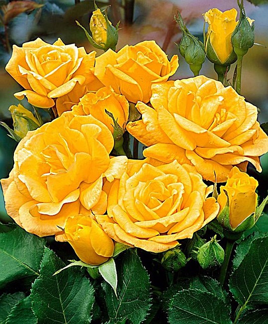 Obituary of Janet Lumetta Hunt