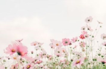 Obituary of Sharon Lee Shafii