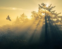 Obituary of William Leslie Roe