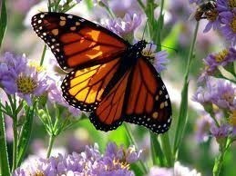 Obituary of Claudia Iris Ballnus