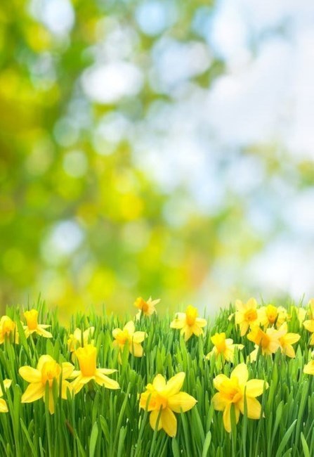 Obituary of Mei Ngor Yee