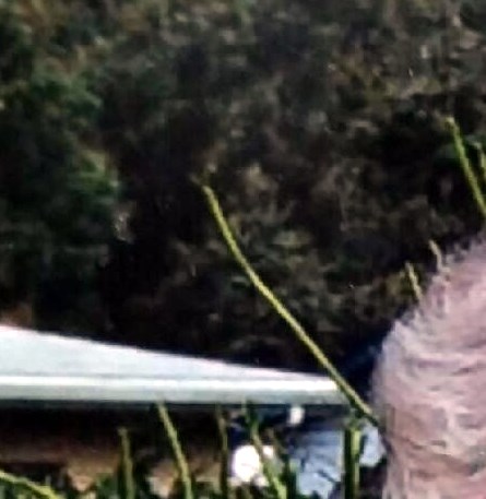 Mildred "McGee" Frazier Obituary Oviedo, FL