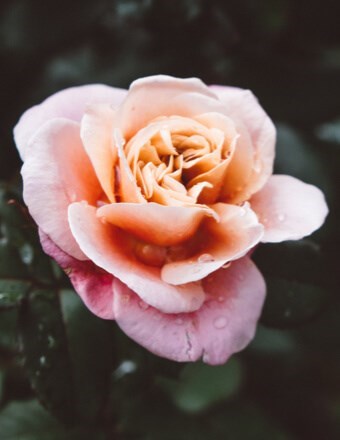 Obituary of Geraldine A. Murray