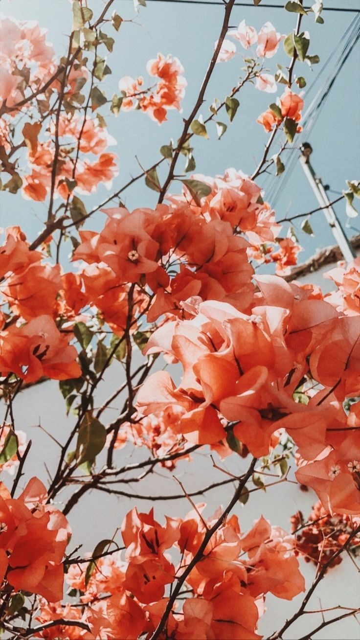 Obituary of Irma Elva Gomez