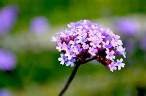 Obituary of Billie Jackson