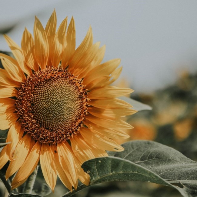 Obituary of Joann Chiechi