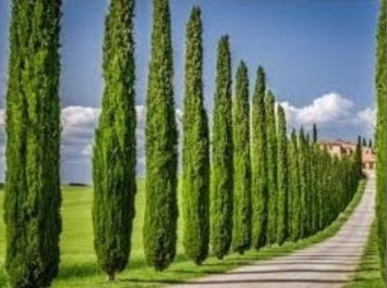 Obituary of Isaac Javier Padilla Sanchez